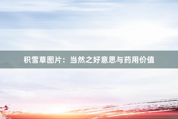 积雪草图片：当然之好意思与药用价值